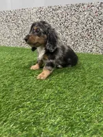 Ace, a male Miniature Dachshund for sale in Nappanee, IN – 4 of 5