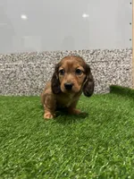 Millie , a female Miniature Dachshund for sale in Nappanee, IN – Photo 3 of 5