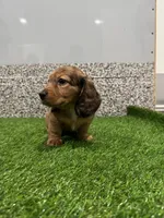 Millie , a female Miniature Dachshund for sale in Nappanee, IN – Photo 2 of 5