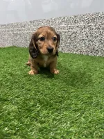 Millie , a female Miniature Dachshund for sale in Nappanee, IN – Photo 1 of 5