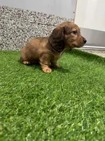 Millie , a female Miniature Dachshund for sale in Nappanee, IN – Photo 4 of 5