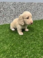 Marlo, a male Miniature Dachshund for sale in Nappanee, IN – 2 of 5