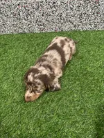 Lenox , a male Miniature Dachshund for sale in Nappanee, IN – 5 of 5