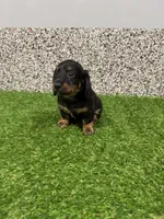 Edgar , a male Miniature Dachshund for sale in Nappanee, IN – 3 of 5