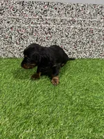 Leslie, a female Miniature Dachshund for sale in Nappanee, IN – 3 of 5
