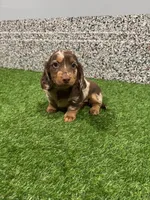 Lilli, a female Miniature Dachshund for sale in Nappanee, IN – 2 of 5
