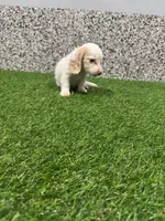 Avery , a female Miniature Dachshund for sale in Nappanee, IN – 3 of 5