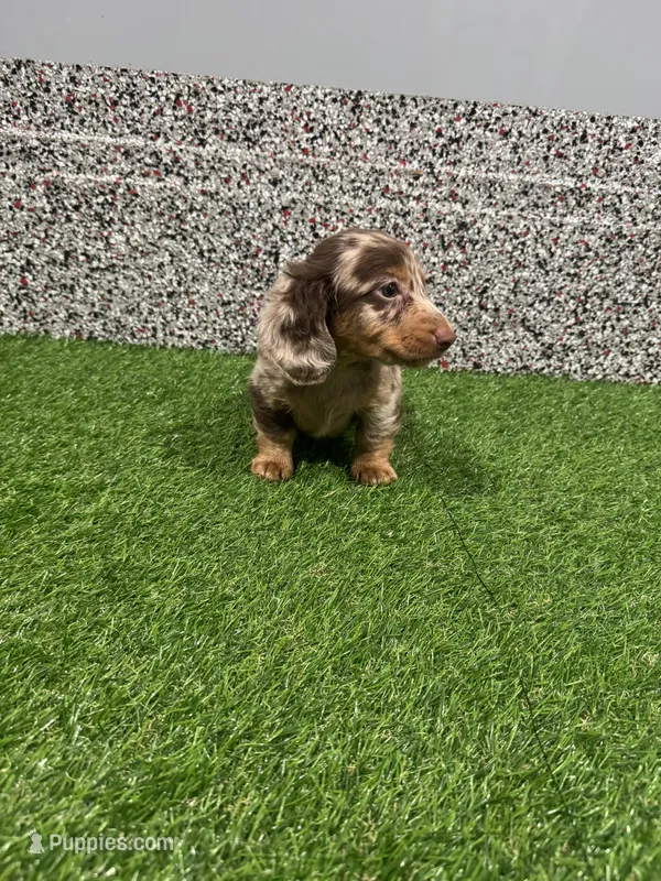 Lenox  – Miniature Dachshund puppy for sale in Nappanee, IN