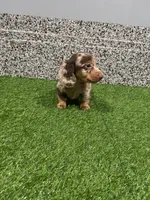 Lenox , a male Miniature Dachshund for sale in Nappanee, IN – 1 of 5