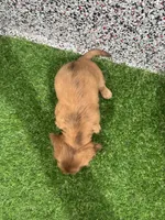 Marcy , a female Miniature Dachshund for sale in Nappanee, IN – 2 of 6