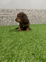 Sarge , a male Miniature Dachshund for sale in Nappanee, IN – 3 of 5
