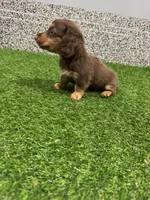 Preston , a male Miniature Dachshund for sale in Nappanee, IN – 4 of 5