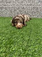 Lenox , a male Miniature Dachshund for sale in Nappanee, IN – 2 of 5