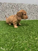Marcy , a female Miniature Dachshund for sale in Nappanee, IN – 5 of 6