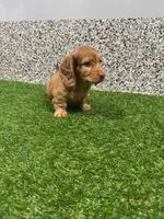 Marcy , a female Miniature Dachshund for sale in Nappanee, IN – 3 of 6