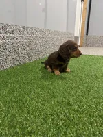 Sibyl, a female Miniature Dachshund for sale in Nappanee, IN – 4 of 5