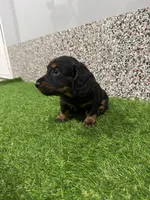 Elvis , a male Miniature Dachshund for sale in Nappanee, IN – 5 of 5