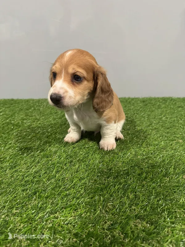 Arris  – Miniature Dachshund puppy for sale in Nappanee, IN