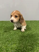 Arris , a male Miniature Dachshund for sale in Nappanee, IN – Photo 1 of 5