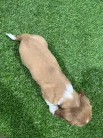 Arris , a male Miniature Dachshund for sale in Nappanee, IN – Photo 5 of 5