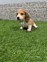 Arris , a male Miniature Dachshund for sale in Nappanee, IN – Photo 4 of 5