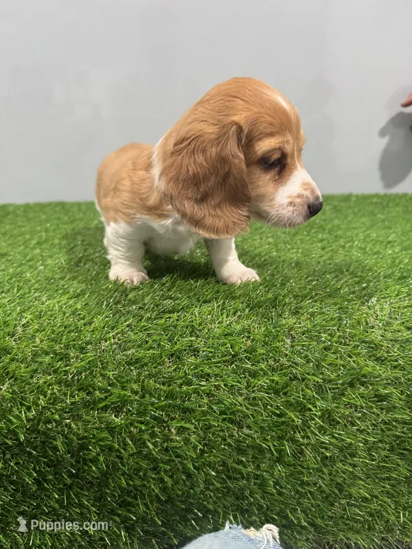 Arris  – Miniature Dachshund puppy for sale in Nappanee, IN