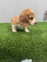 Arris , a male Miniature Dachshund for sale in Nappanee, IN – Photo 2 of 5