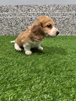 Arris , a male Miniature Dachshund for sale in Nappanee, IN – Photo 3 of 5