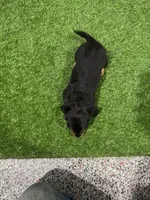 Lasco, a male Miniature Dachshund for sale in Nappanee, IN – 5 of 5