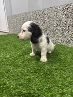 Aries , a male Miniature Dachshund for sale in Nappanee, IN – 2 of 5