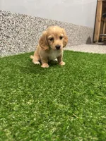 Mayla , a female Miniature Dachshund for sale in Nappanee, IN – 4 of 5