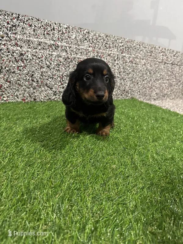 Leny  – Miniature Dachshund puppy for sale in Nappanee, IN
