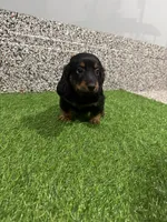 Leny , a male Miniature Dachshund for sale in Nappanee, IN – 1 of 5