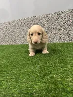 Marlo, a male Miniature Dachshund for sale in Nappanee, IN – 4 of 5