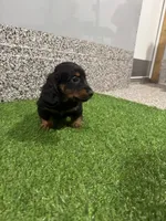 Leny , a male Miniature Dachshund for sale in Nappanee, IN – 3 of 5