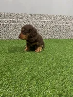 Sibyl, a female Miniature Dachshund for sale in Nappanee, IN – 5 of 5
