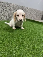 Alice , a female Miniature Dachshund for sale in Nappanee, IN – 2 of 5