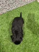 Leny , a male Miniature Dachshund for sale in Nappanee, IN – 5 of 5