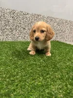 Mayla , a female Miniature Dachshund for sale in Nappanee, IN – 3 of 5
