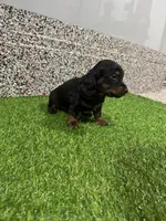 Leslie, a female Miniature Dachshund for sale in Nappanee, IN – 2 of 5