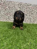 Elvis , a male Miniature Dachshund for sale in Nappanee, IN – 4 of 5