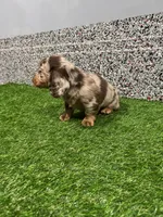 Lenox , a male Miniature Dachshund for sale in Nappanee, IN – 3 of 5