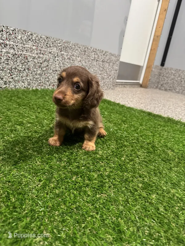 Preston  – Miniature Dachshund puppy for sale in Nappanee, IN