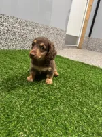 Preston , a male Miniature Dachshund for sale in Nappanee, IN – 1 of 5