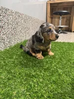 Ellie , a female Miniature Dachshund for sale in Nappanee, IN – 3 of 5