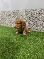 Marcy , a female Miniature Dachshund for sale in Nappanee, IN – 4 of 6