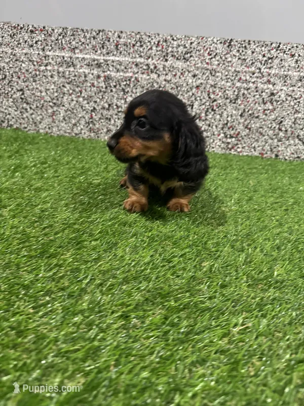 Lasco – Miniature Dachshund puppy for sale in Nappanee, IN