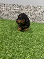 Lasco, a male Miniature Dachshund for sale in Nappanee, IN – 1 of 5
