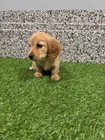 Scarlet , a female Miniature Dachshund for sale in Nappanee, IN – 4 of 5