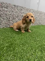 Scarlet , a female Miniature Dachshund for sale in Nappanee, IN – 3 of 5